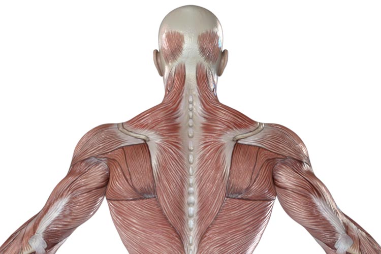 筋膜リリースイメージ